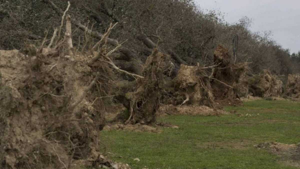 Immagine di Xylella ai dadi