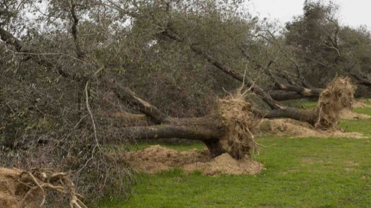 Immagine di Il cospirazionismo (psichedelico) del Fatto su Xylella e Monsanto