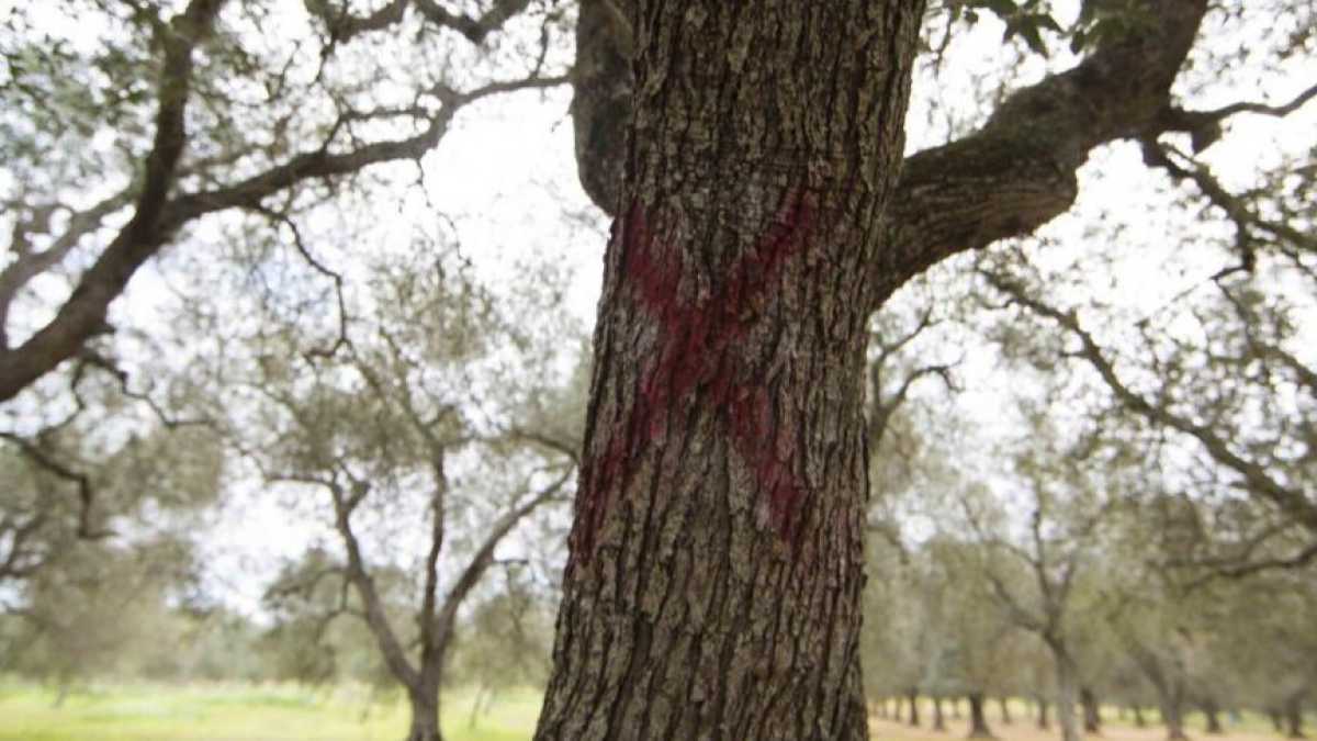 Immagine di Nel caso Xylella c’è un’altra patologia: è l’intreccio mediatico-giudiziario