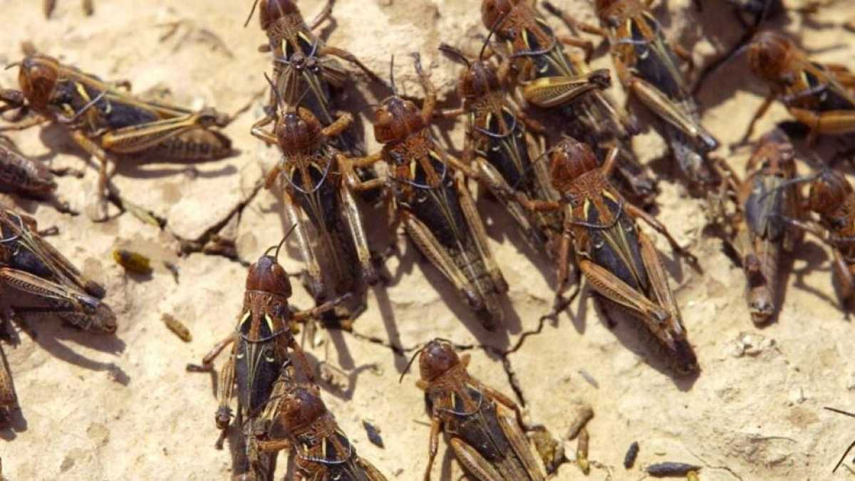 Immagine di Cavallette e meteoriti