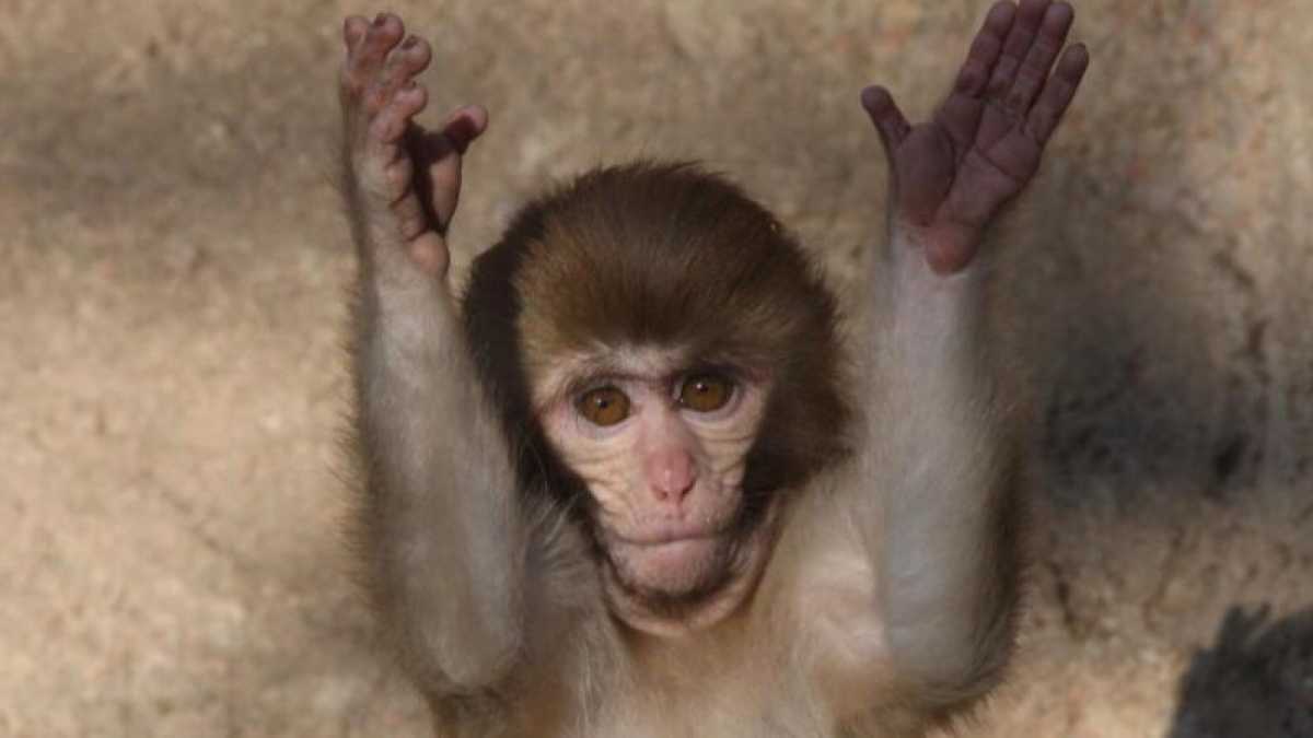 Immagine di In Italia si preferiscono i macachi alla ricerca