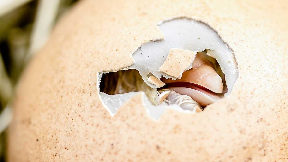 Immagine di È più disumano triturare l'uovo o il pulcino?