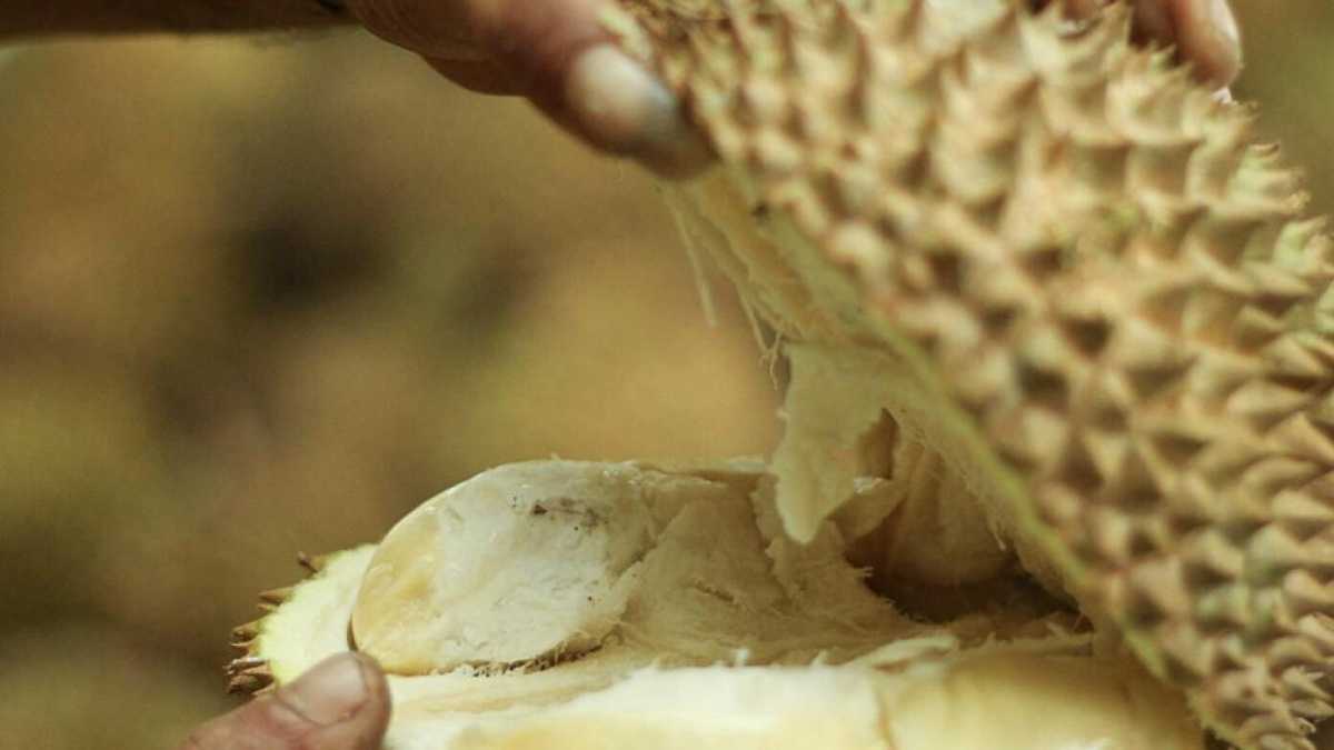 Immagine di Il frutto proibito