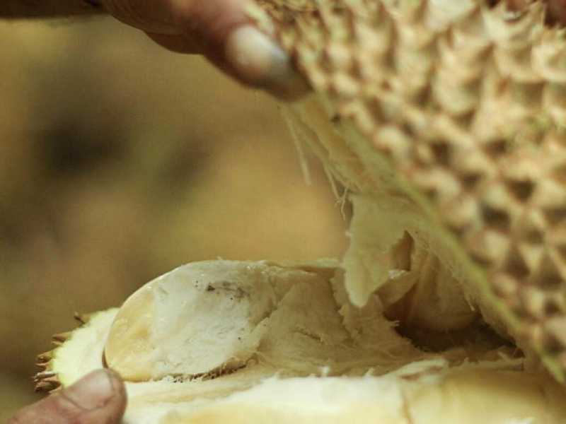 Il durian a volte &egrave; italianizzato in durione. In Asia &egrave; considerato il Re dei frutti. Per la prima volta &egrave; arrivato in Italia quello pi&ugrave; prelibato, dalla Malaysia (foto LaPresse)