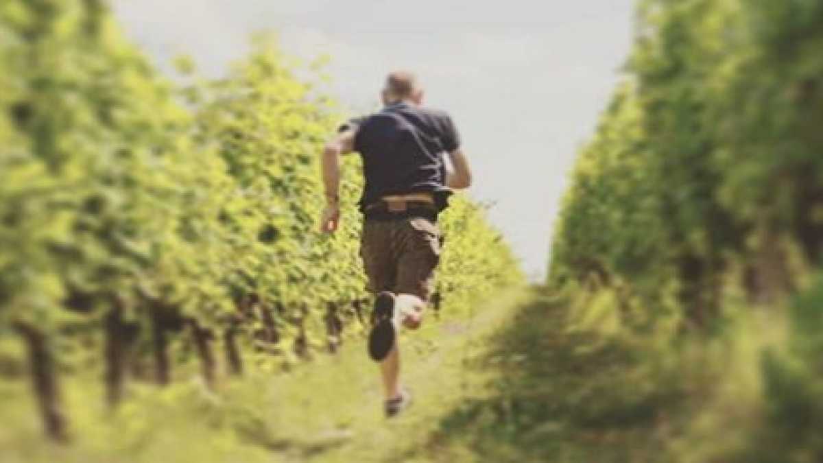 Immagine di Il vino che domina la natura maligna