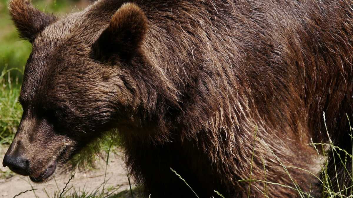 Immagine di Cosa fare dell'orso M49? Spezzatino