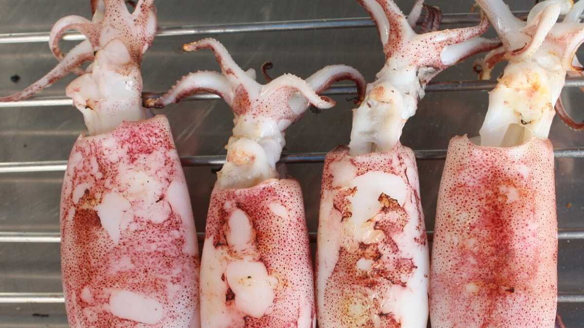 Immagine di Cosa ci ricorda il calamaro maialino?