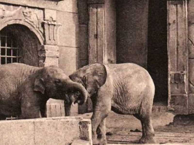 Giardino zoologico di Roma, la casa degli elefanti negli anni Trenta 