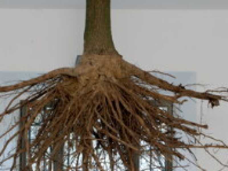 Henrik H&aring;kansson, "A Tree with Roots", 2010, nella galleria Franco Noero all'epoca ospitata nella Fetta di Polenta, edificio storico di Torino situato nel quartiere Vanchiglia