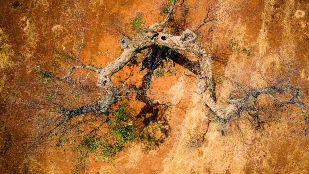 Immagine di Sant'Antonio liberaci dalla Xylella (e da Emiliano)