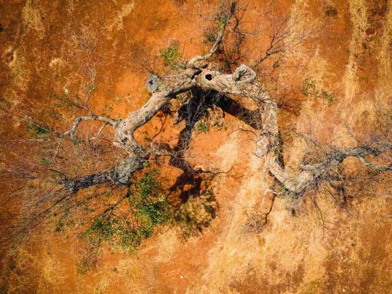 Un albero di ulivo colpito dalla Xylella a Gallipoli (foto LaPresse)