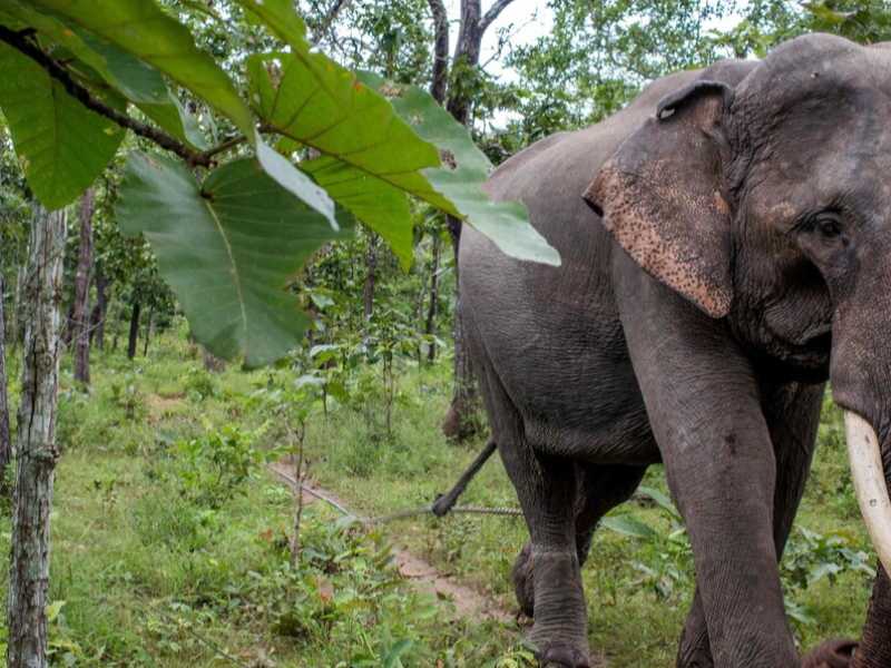 il 'Regno degli Elefanti' nella provincia di Dak Lak (foto LaPresse)