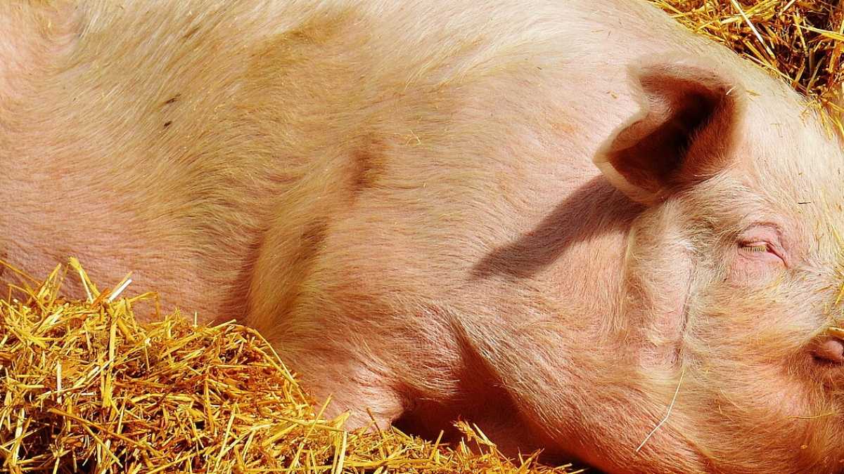 Immagine di Il maiale di cui si butta via tutto