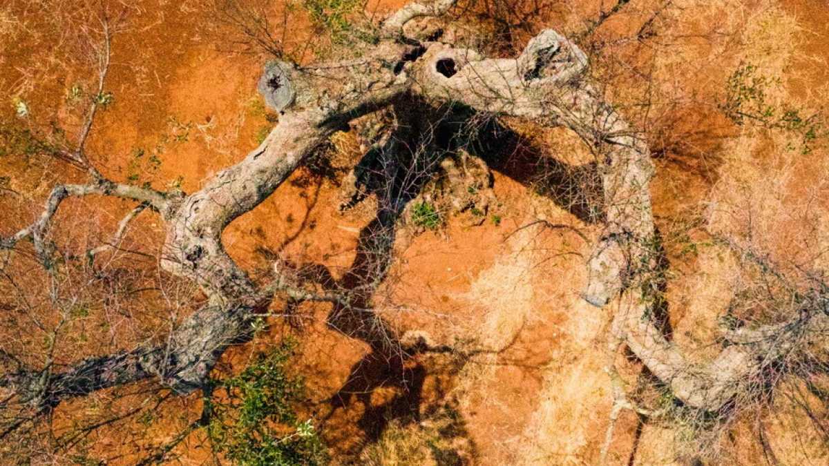 Immagine di La Corte Ue condanna l'Italia sulla Xylella (e sappiamo chi ringraziare)