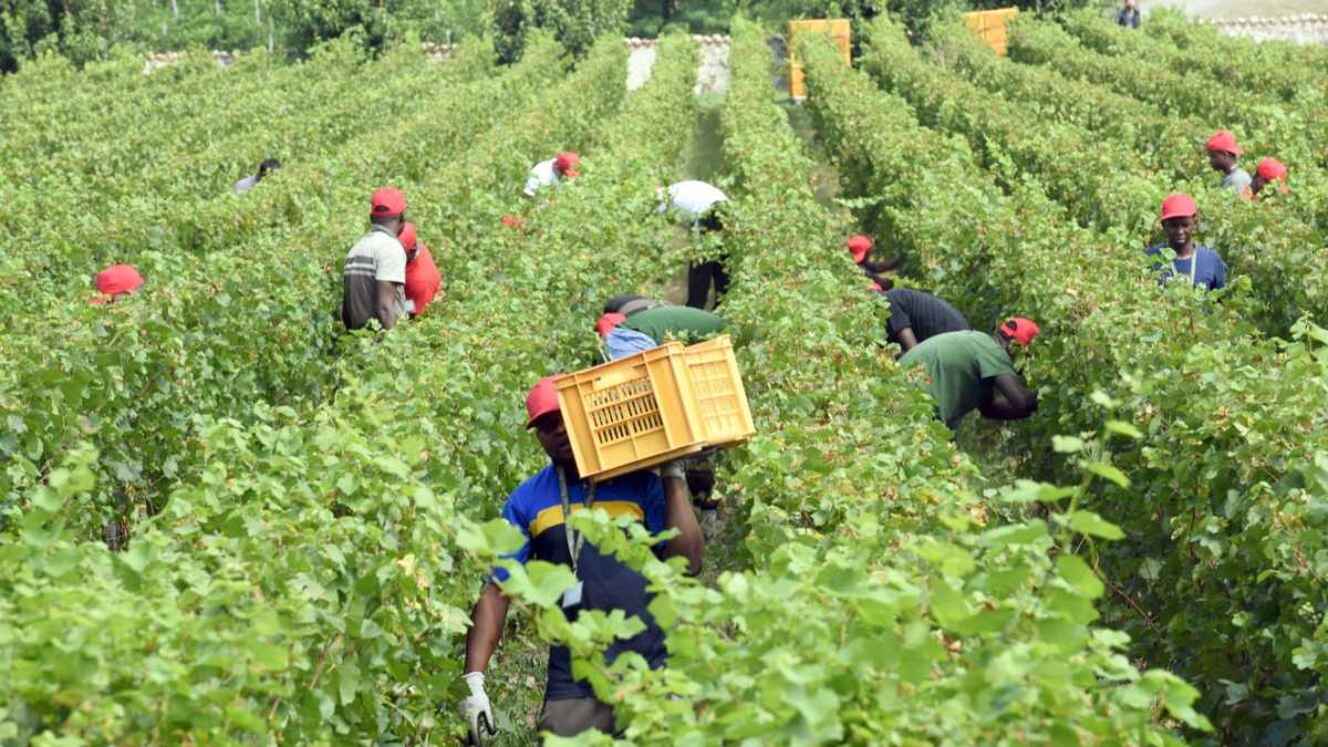 Immagine di Cari rossogialli, avete tante idee in comune sull’agricoltura bio. Evviva!