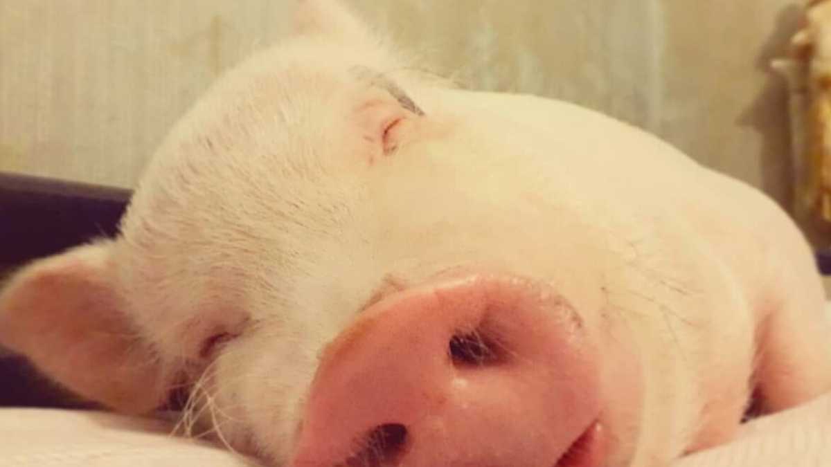 Immagine di Piggy Dior ai Parioli