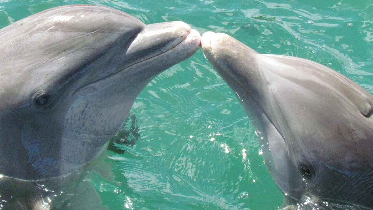 Immagine di Sapessi com’è strano un delfinario a Milano
