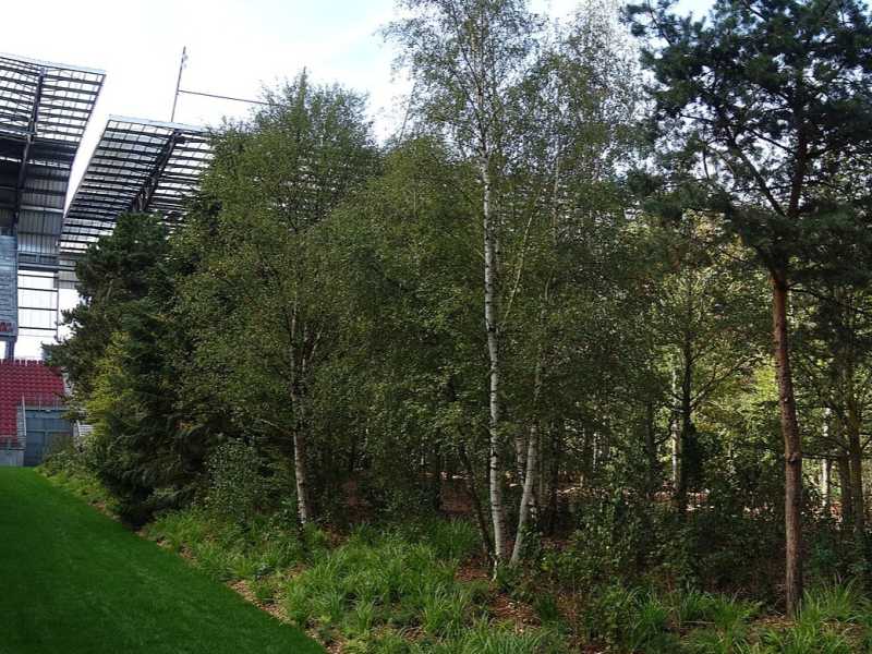 Nello stadio W&ouml;rthersee di Klagenfurt, in Carinzia, dall&rsquo;8 settembre c&rsquo;&egrave; un&rsquo;installazione che si chiama &ldquo;For Forest&rdquo;, 299 alberi