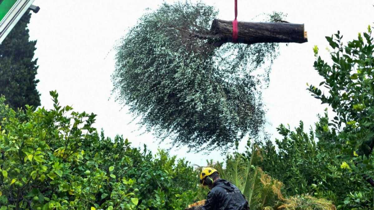 Immagine di Il massimo esperto mondiale di Xylella ci racconta i guai causati dai complottisti