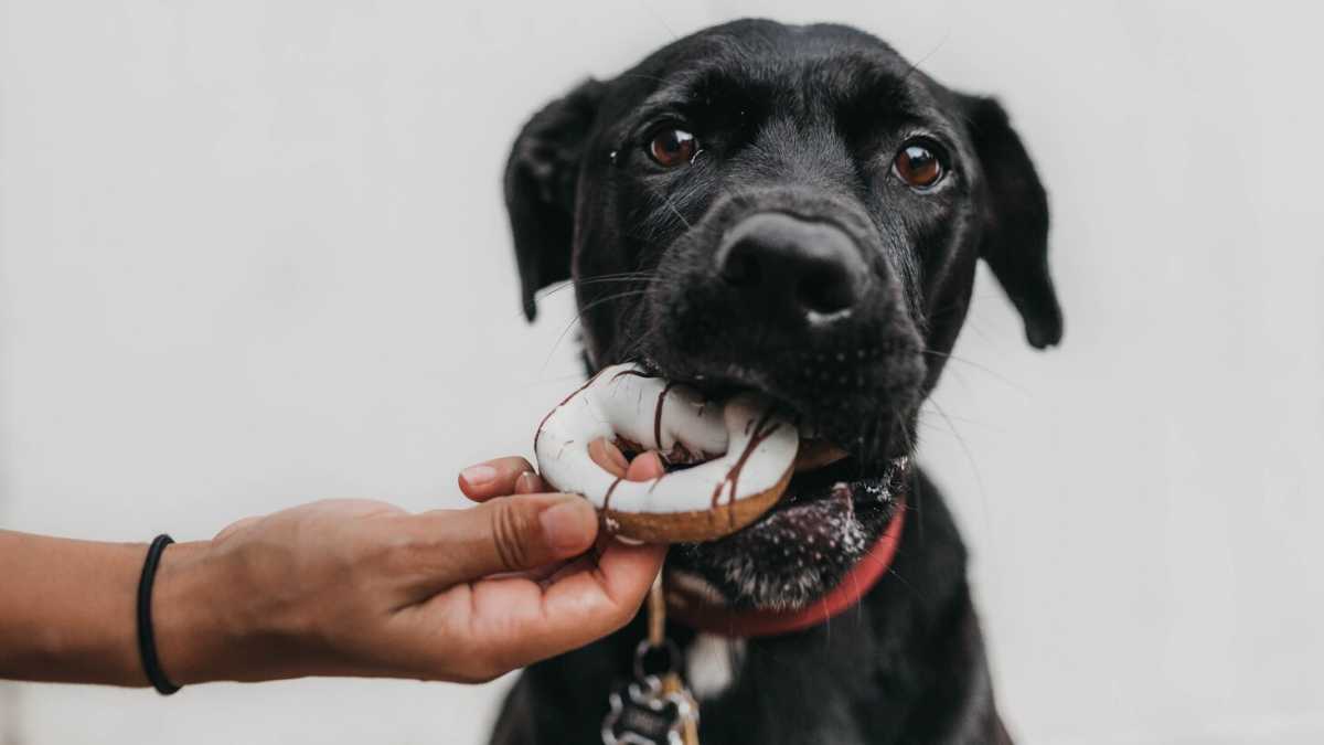 Immagine di Arriva lo show-cooking canino in fiera