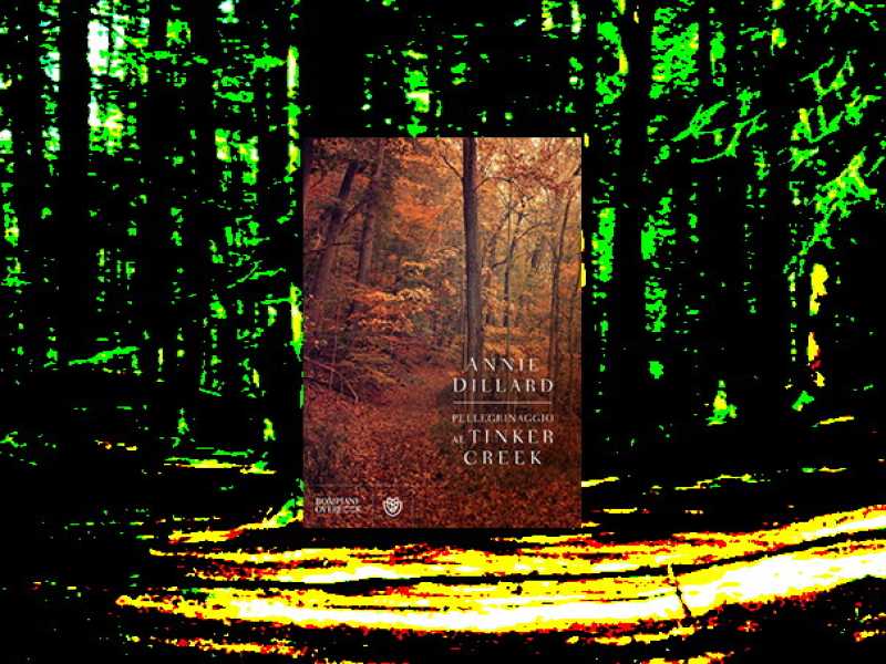 Pellegrinaggio al Tinker Creek