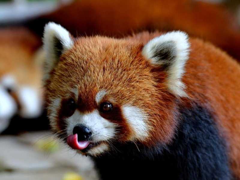 Un esemplare di panda rosso, considerata una delle specie a rischio estinzione (foto LaPresse)