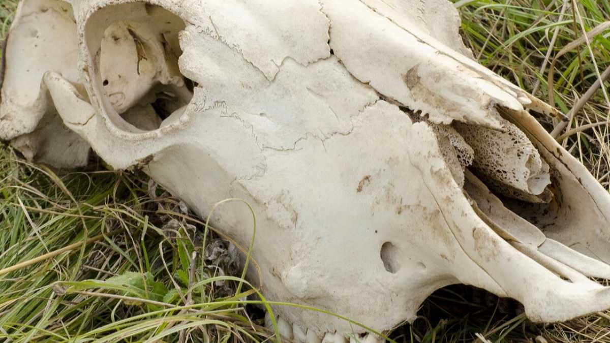 Immagine di Tutte le favole dei fanatici del biodinamico