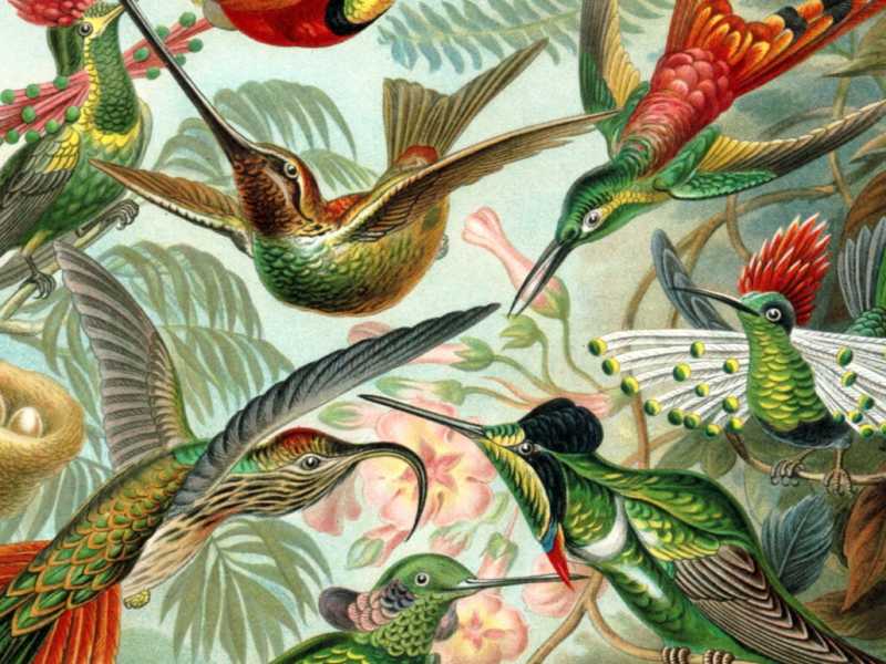I colibrì in una celebre tavola del 1904 dello zoologo, filosofo e artista tedesco Ernst Haeckel (© biolib.de)