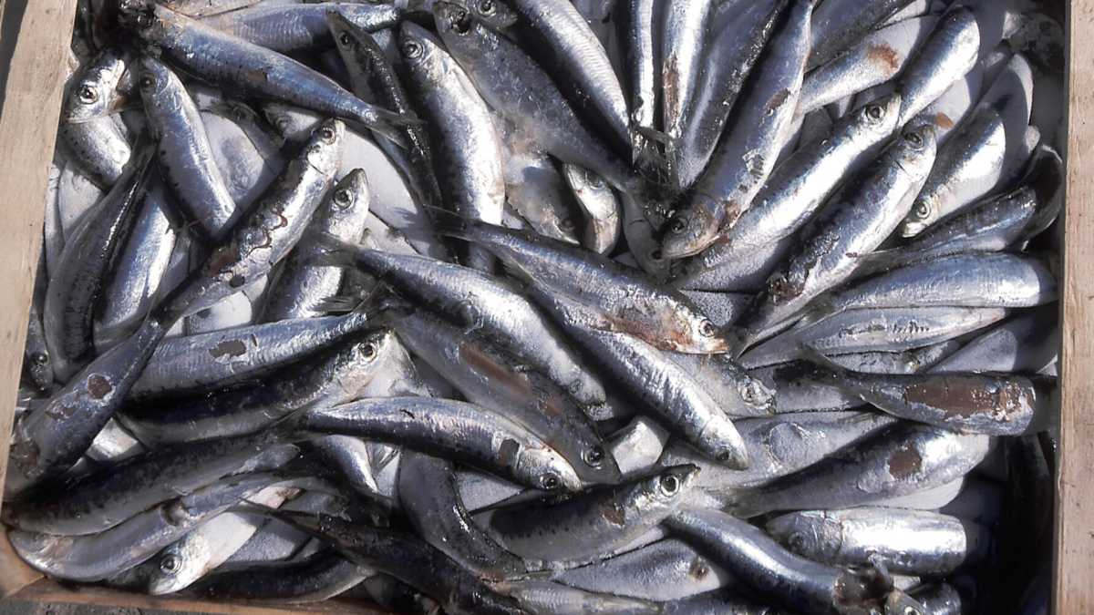 Immagine di L'ormai celebre professore che odia gli alunni-sardine