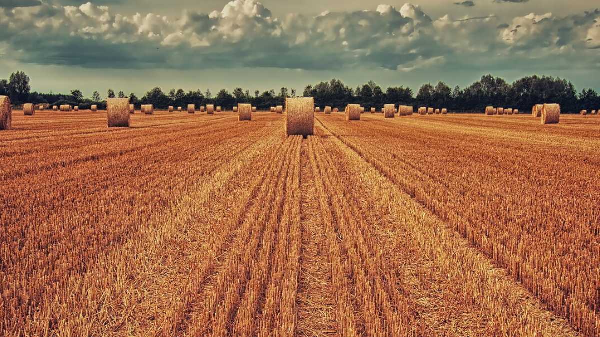 Immagine di “Chi ti paga?!” Perché i biodinamici sbagliano a usare questo argomento