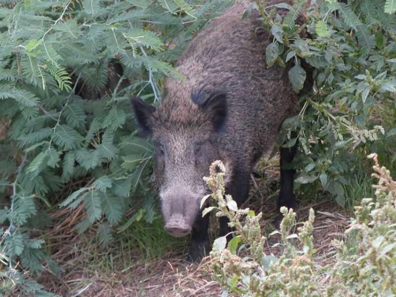 Roma, cinghiali nel parco su via Cassia (LaPresse)