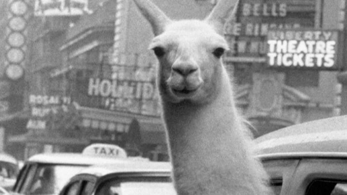 Immagine di Lo splendore anni 50 nelle foto di Inge Morath al museo in Trastevere