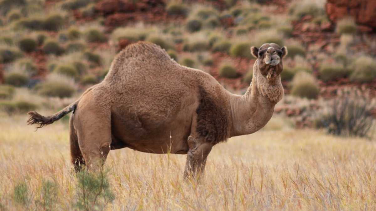 Immagine di Barbecue e cammelli