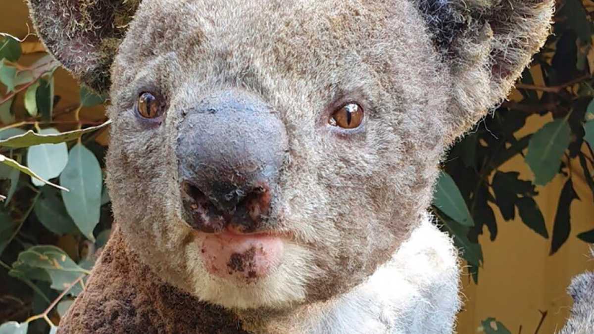 Immagine di Smettetela di pubblicare koala o finirò per odiarli