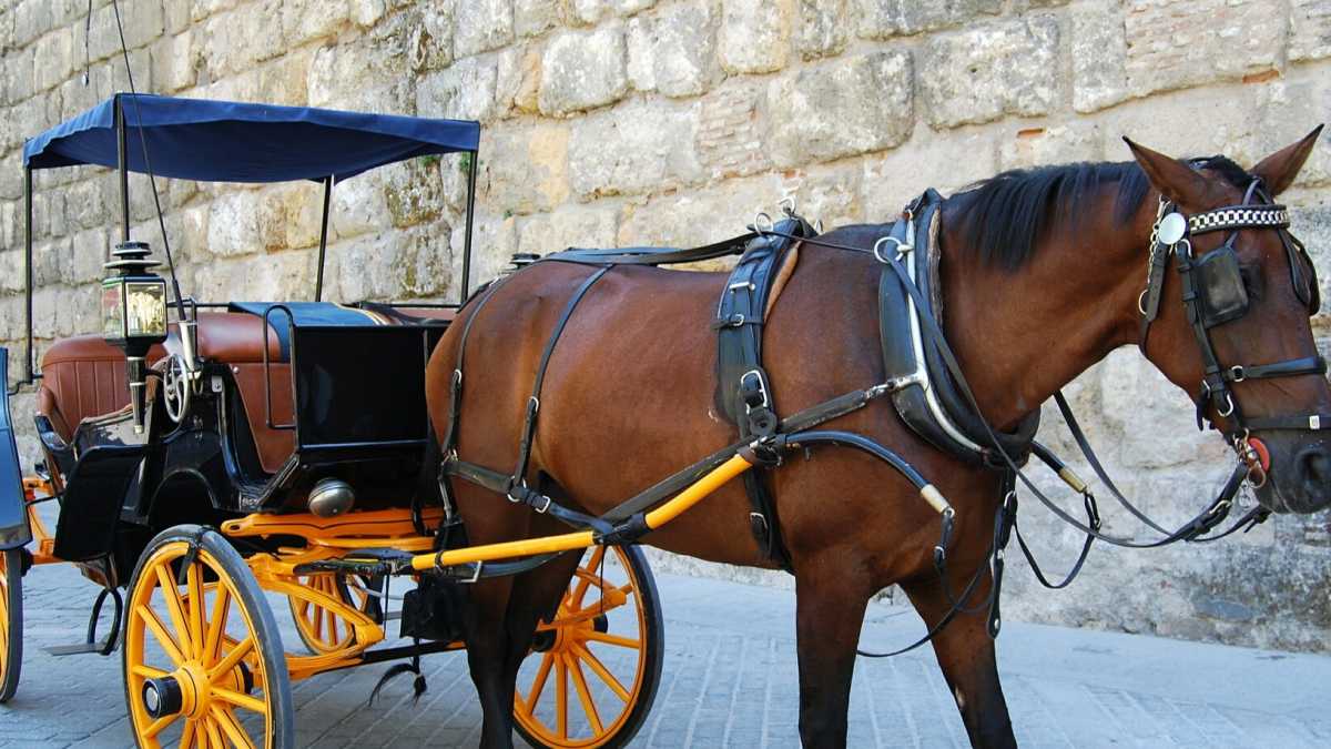 Immagine di Il nuovo dramma ambientalista è il calesse che porta a scuola i bambini