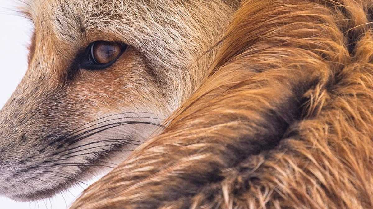 Immagine di Meglio essere volpe che riccio. Ma anche così, l’importante è non esagerare