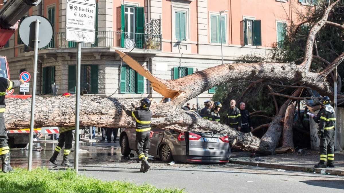 Immagine di A noi gli alberi di Roma