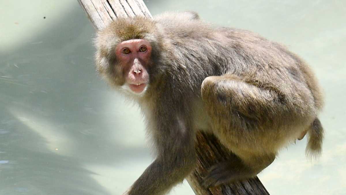 Immagine di San Tommaso salvaci dagli amici dei macachi, nemici dell'uomo