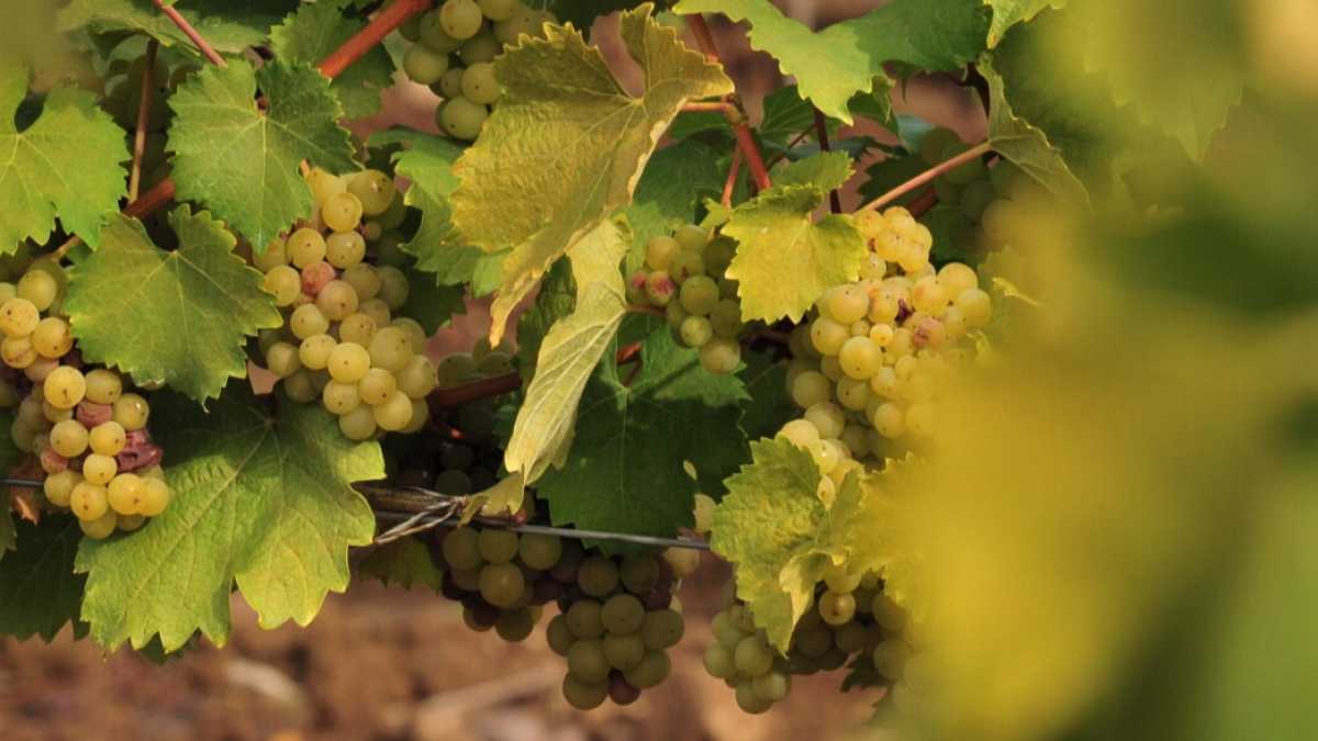 Immagine di La politica è come il vino?