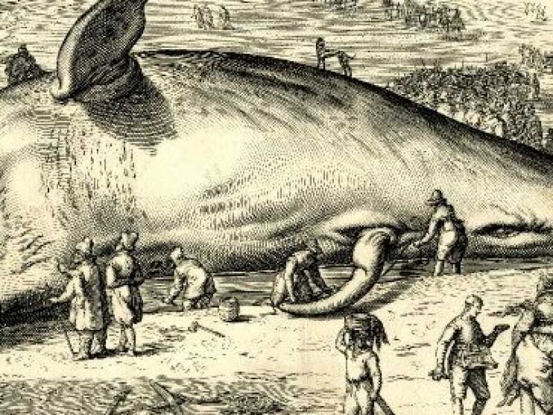 Incisione di Jacob Matham, Balena spiaggiata, 1602