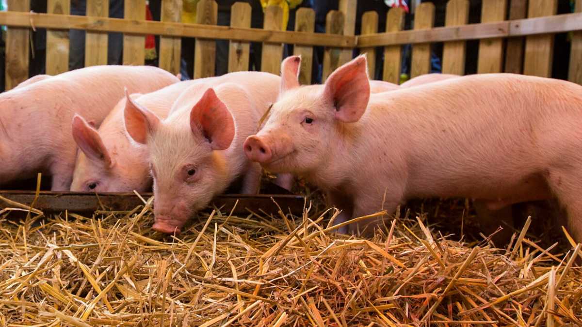 Immagine di Anche nella porcilaia del verro Vasco splende la magnificenza di Maurizio Milani