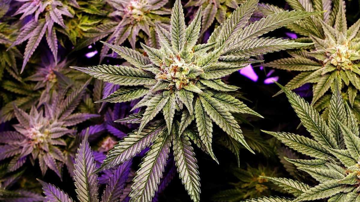 Immagine di La droga della carcerazione preventiva