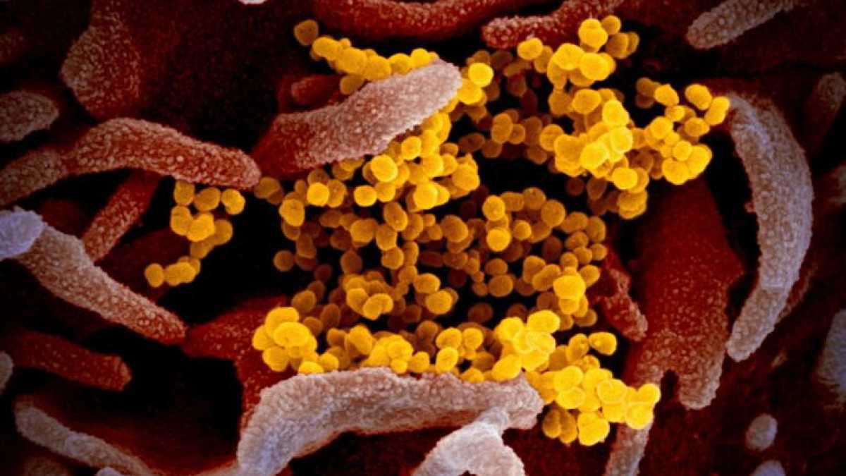 Immagine di La lunga corsa al vaccino contro il coronavirus