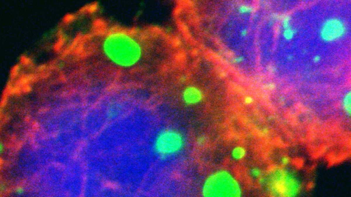 Immagine di “Selezioniamo la specie in provetta”. In Inghilterra lo si fa già, “ma da ipocriti”