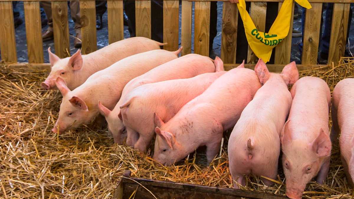 Immagine di Dove sono i talebani del bio ai tempi degli assalti ai supermercati?