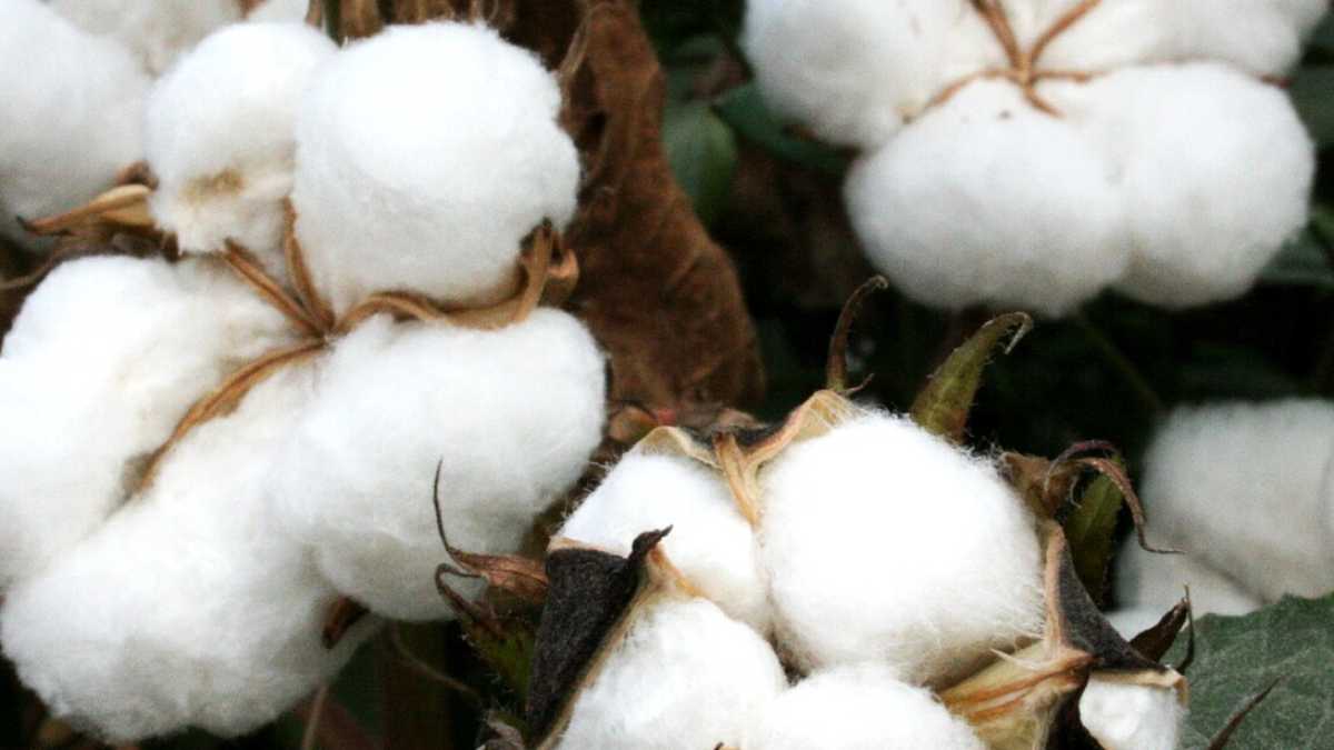 Immagine di Adesso pure il coronavirus è colpa degli ogm