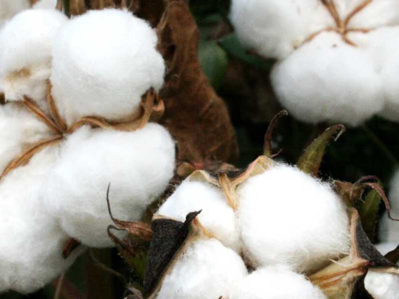 Piante di cotone ogm (Foto Pixabay)