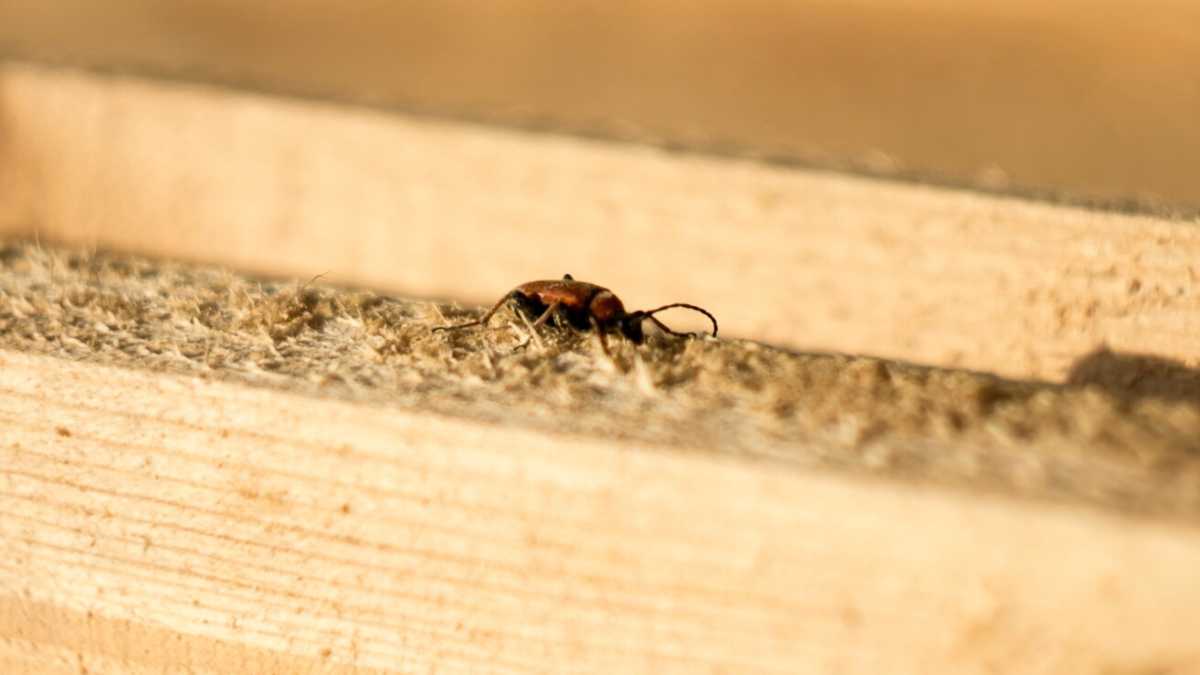Immagine di Misurarsi con il ritorno della ferinità e prevalere. Il caso di una zecca