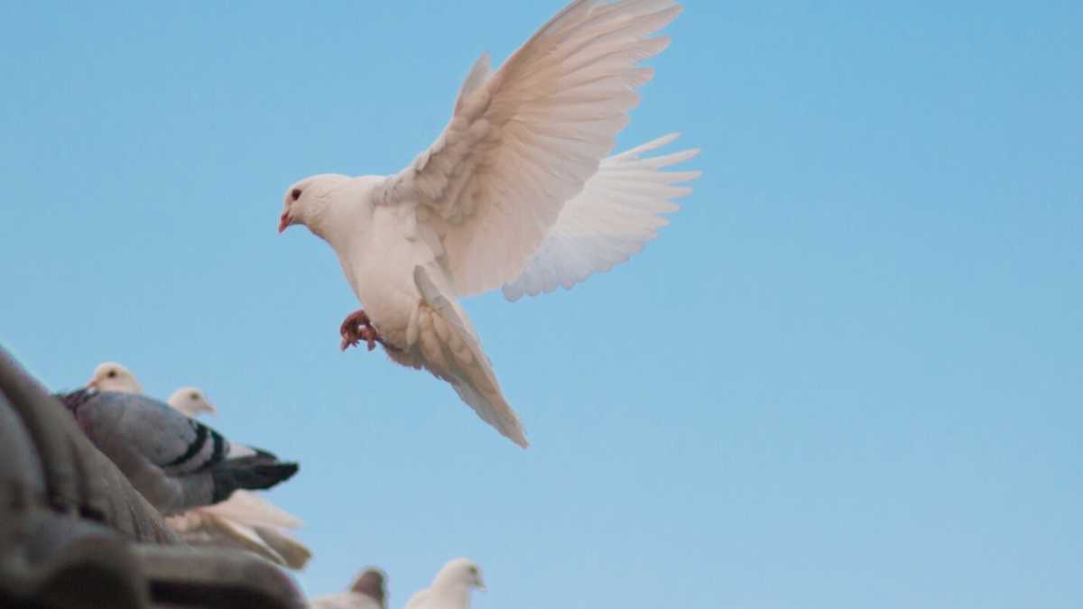 Immagine di Il piccione con un occhio nero e uno rosso, e i segnali positivi che non trovo