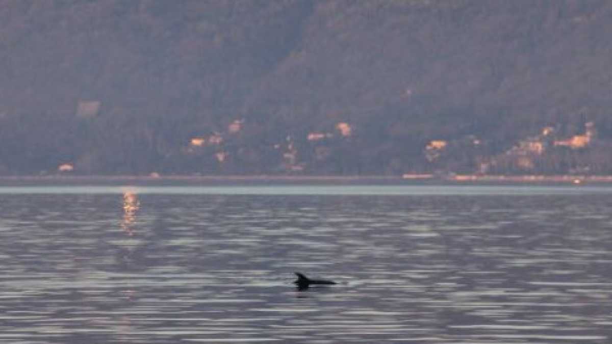 Immagine di Il virus che ci perseguita e il ritorno dei delfini